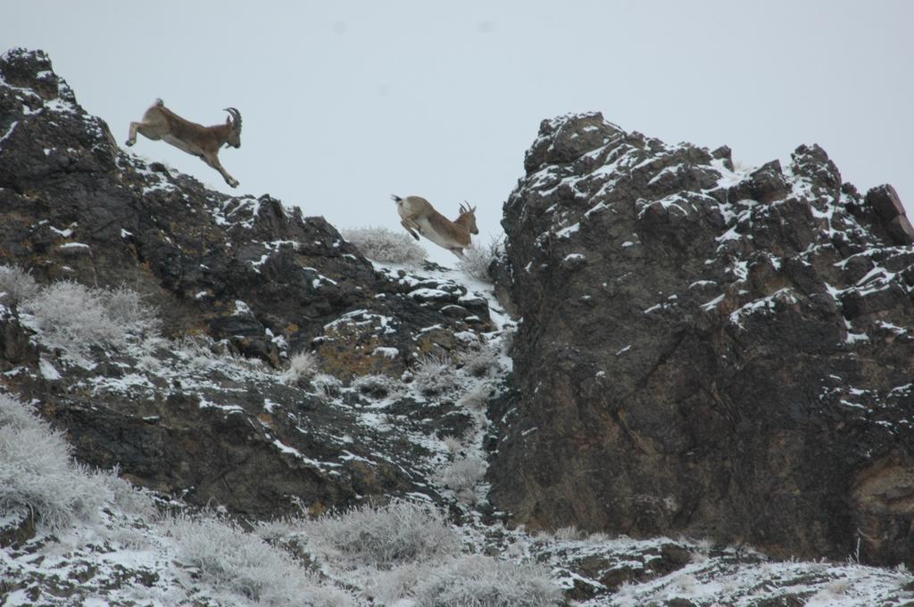 אולן בטור Golden Gobi Hostel & Tours מראה חיצוני תמונה